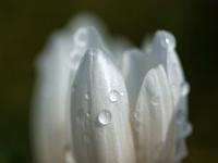 Wassertropfen auf weißer Krokusblüte